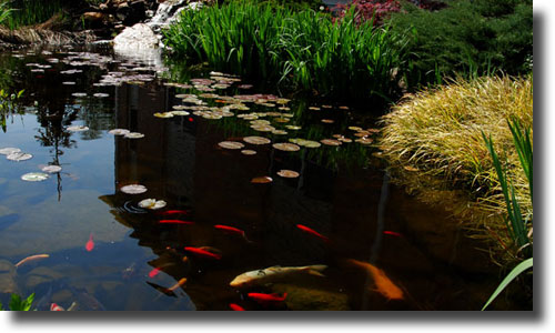 The Fish Pond